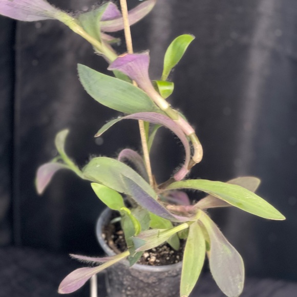 Purple Heart Tradescantia - Picture 1 of 2